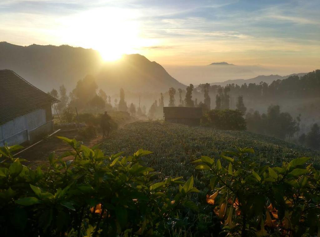 Bromo Otix Guest House ภายนอก รูปภาพ