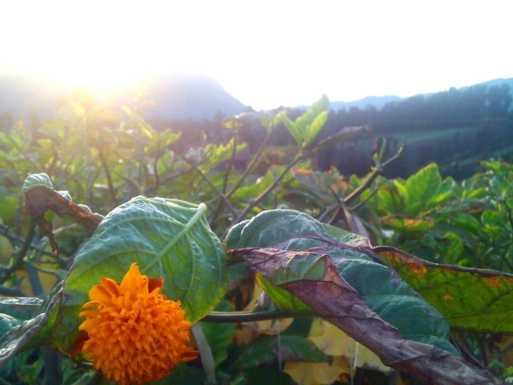 Bromo Otix Guest House ภายนอก รูปภาพ
